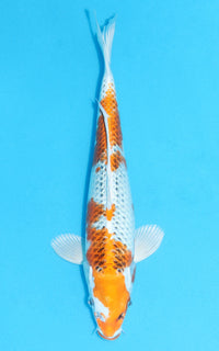 Thumbnail for Kujaku - 31cm REF:13135