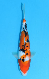 Thumbnail for Sanke - 30cm REF:13136