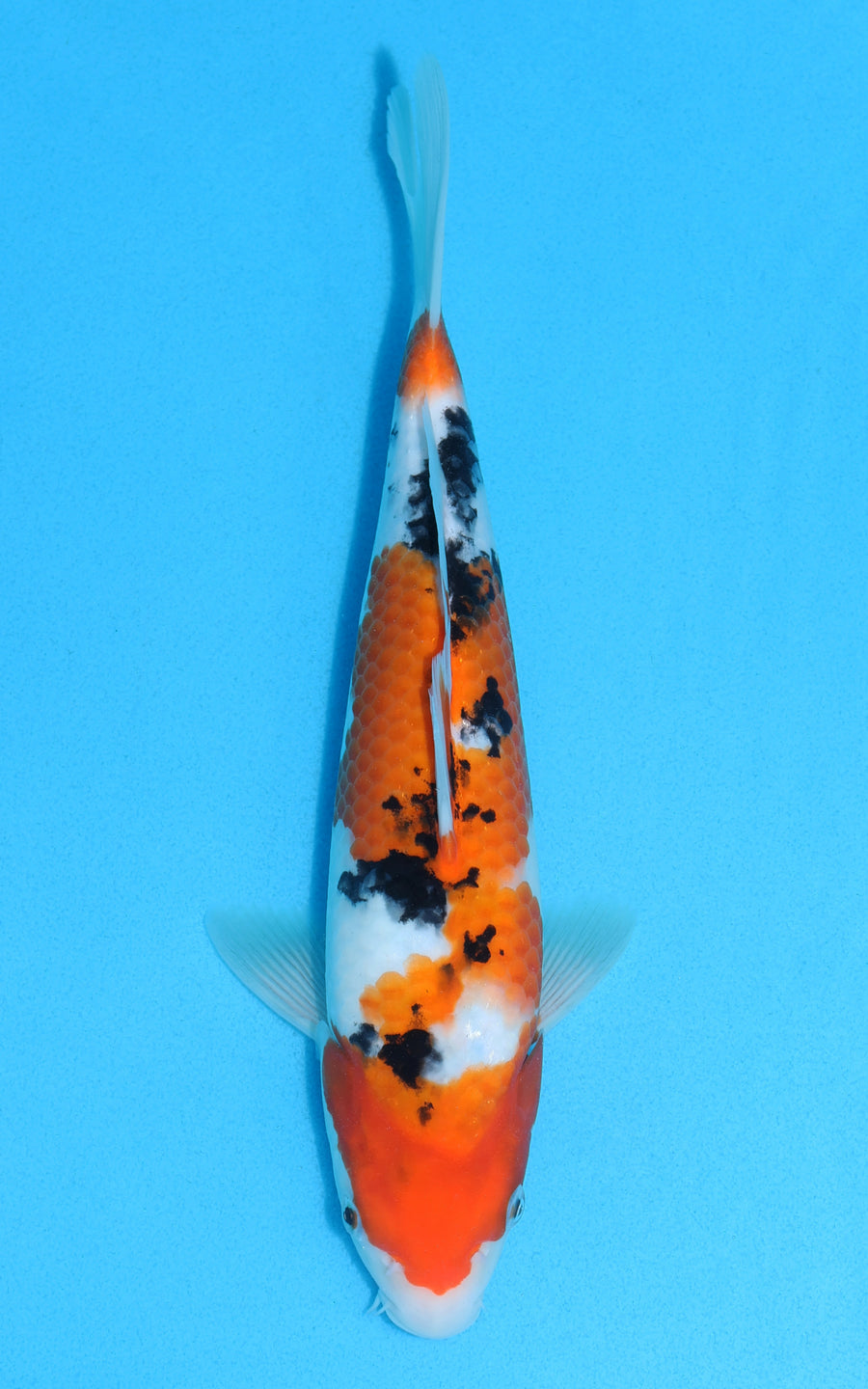 Sanke - 30cm REF:13136