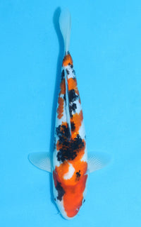 Thumbnail for Sanke - 28cm REF:13138