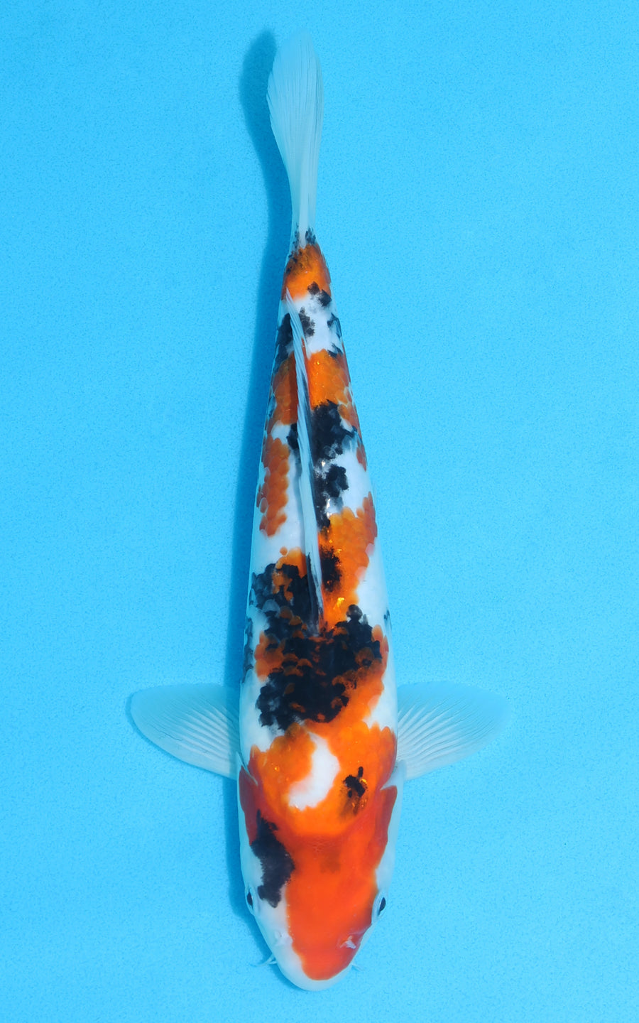 Sanke - 28cm REF:13138