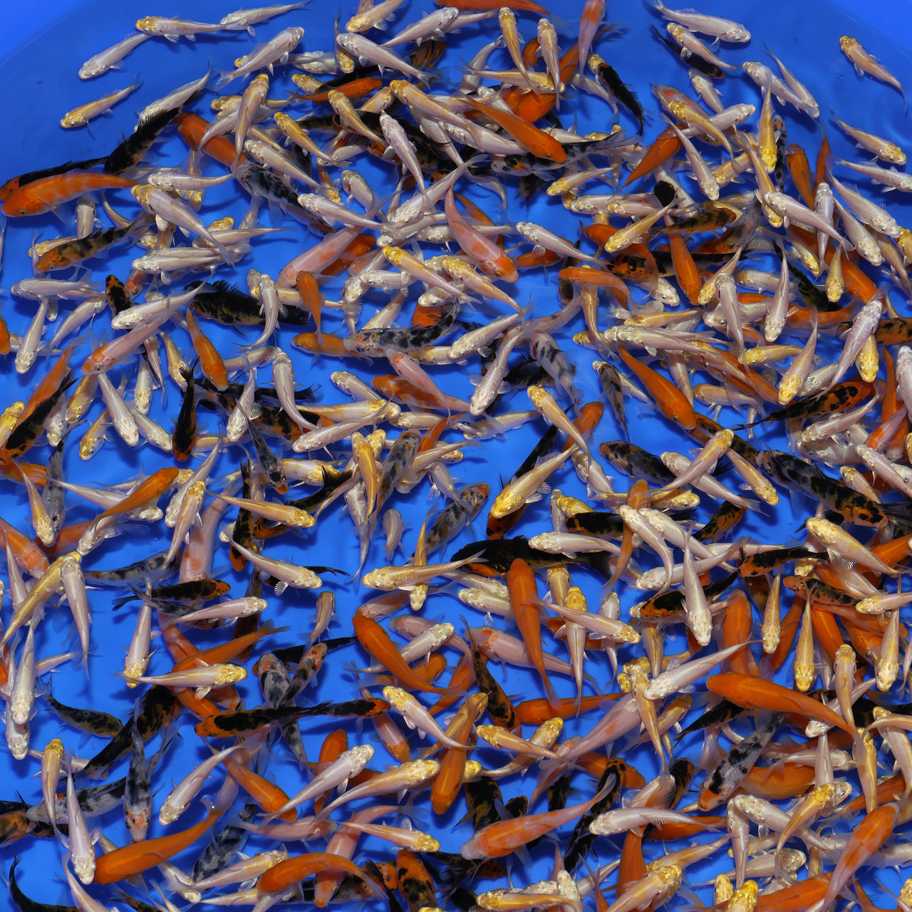 JUMBO Koi Fry (1.5"-2") - BATCH 1