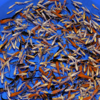 Thumbnail for JUMBO Koi Fry (1.5