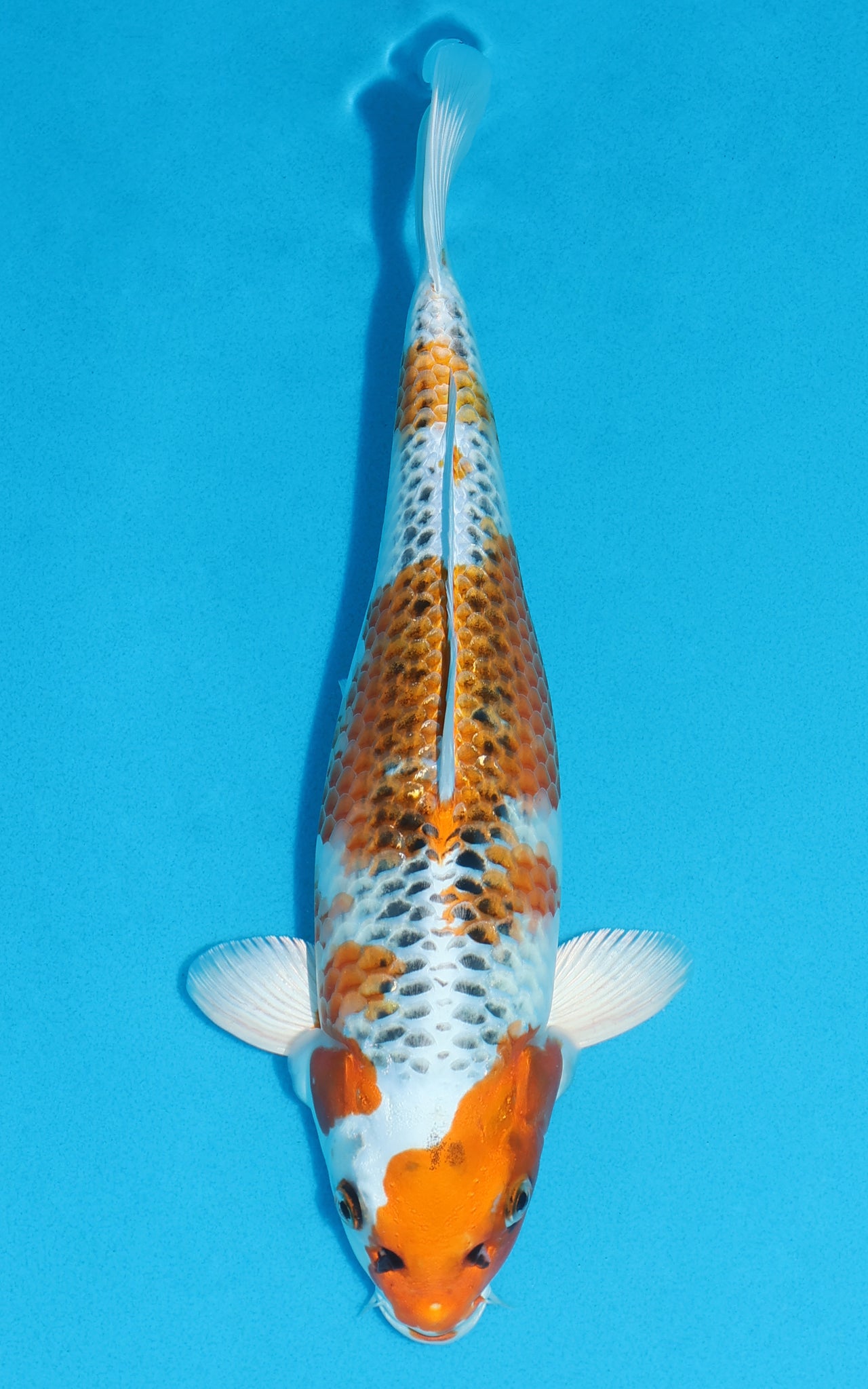 Kujaku - 33cm REF:13140