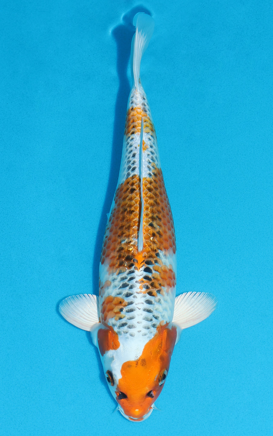 Kujaku - 33cm REF:13140