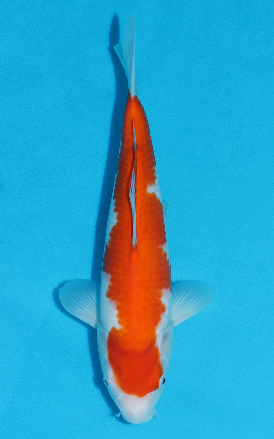 Kohaku - 32cm REF:19112