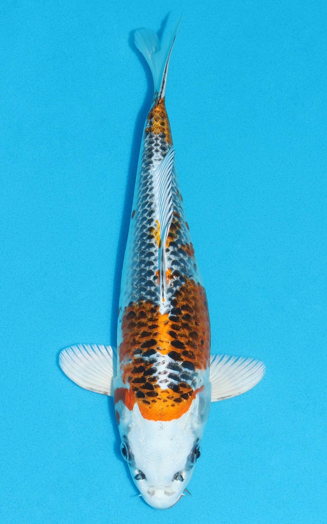 Kujaku - 30cm REF:13141