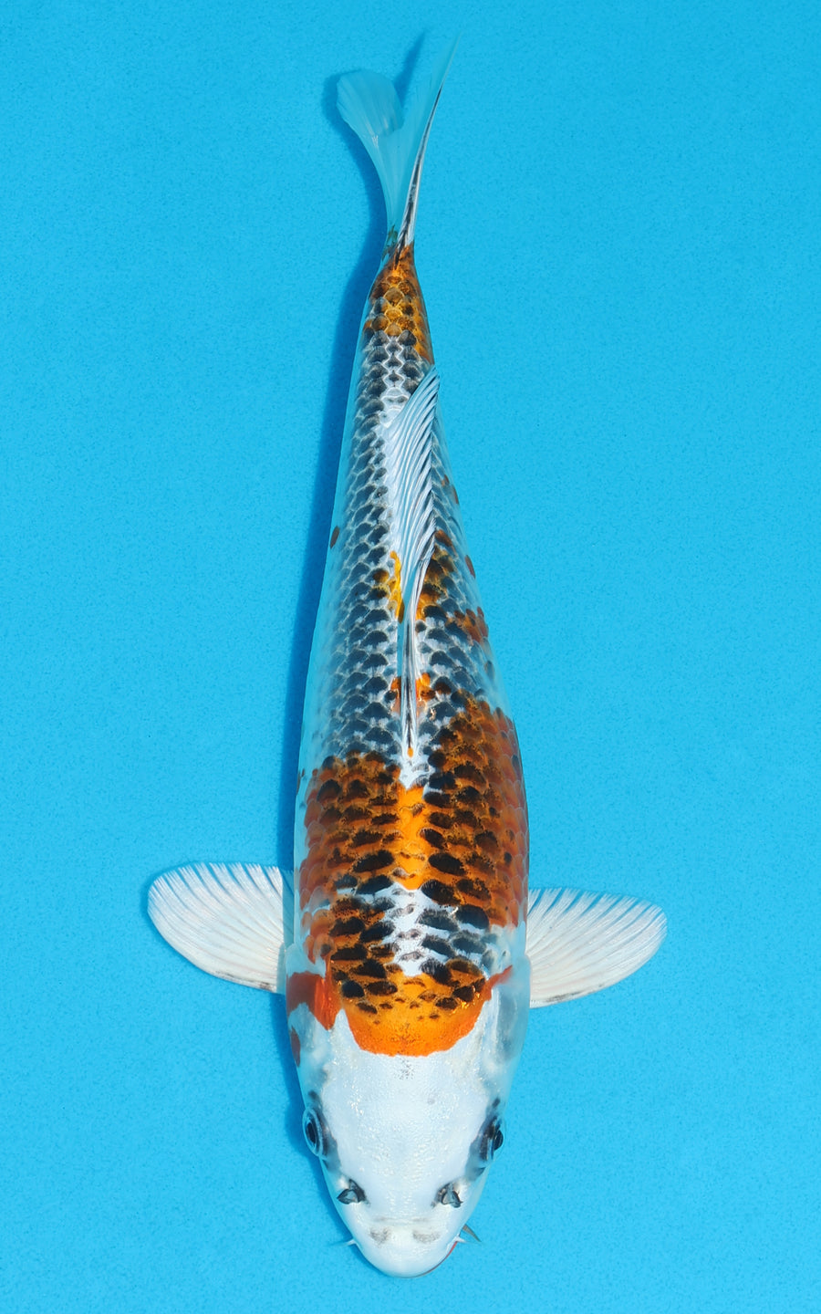 Kujaku - 30cm REF:13141