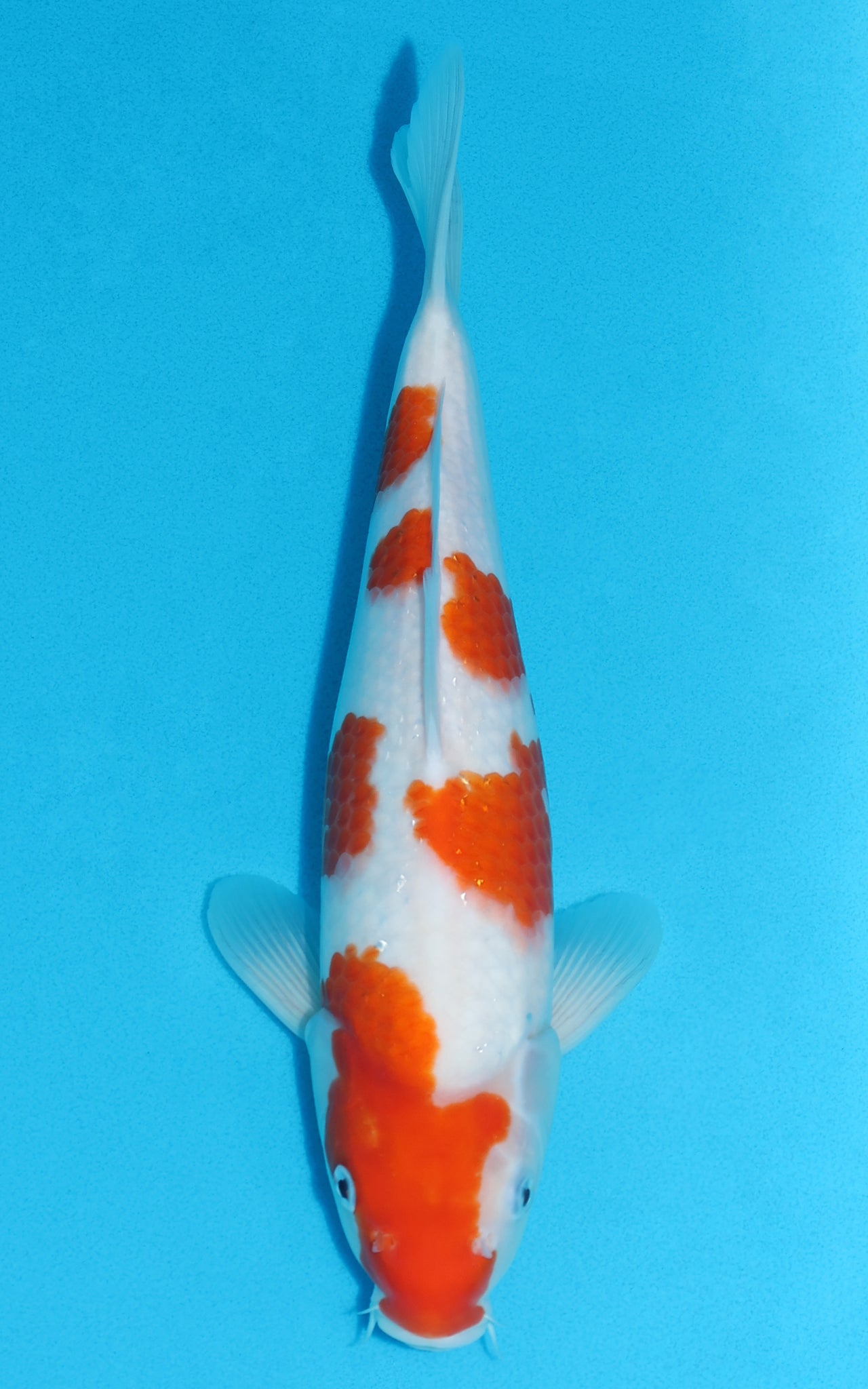 Kohaku - 34cm REF:19113