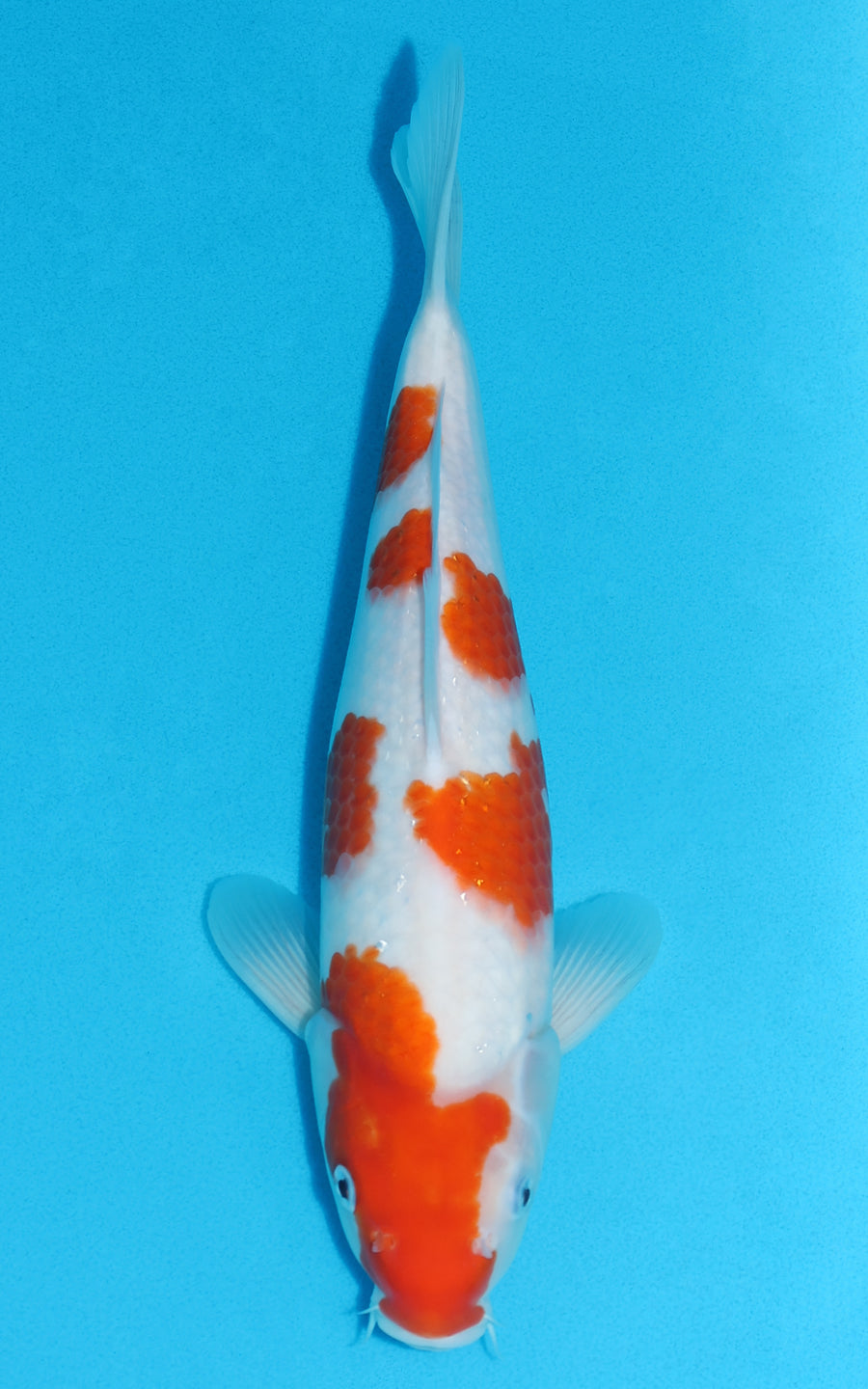 Kohaku - 34cm REF:19113