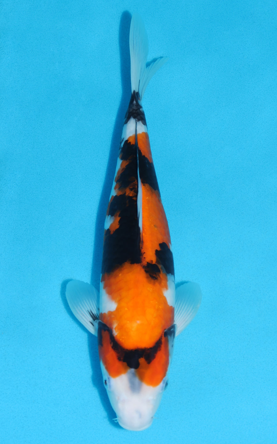 Showa - 33cm REF:19116