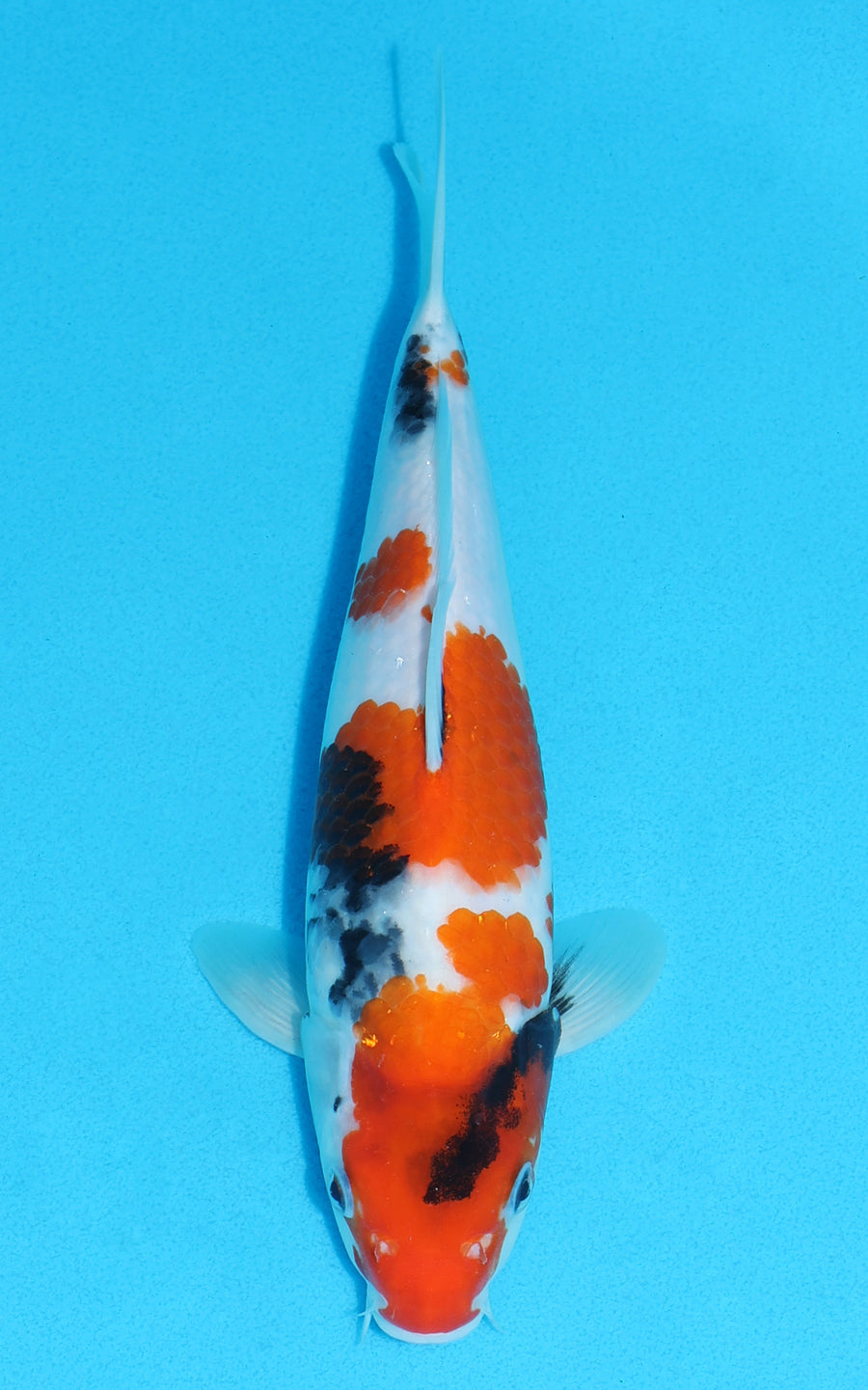 Showa - 26cm REF:13446