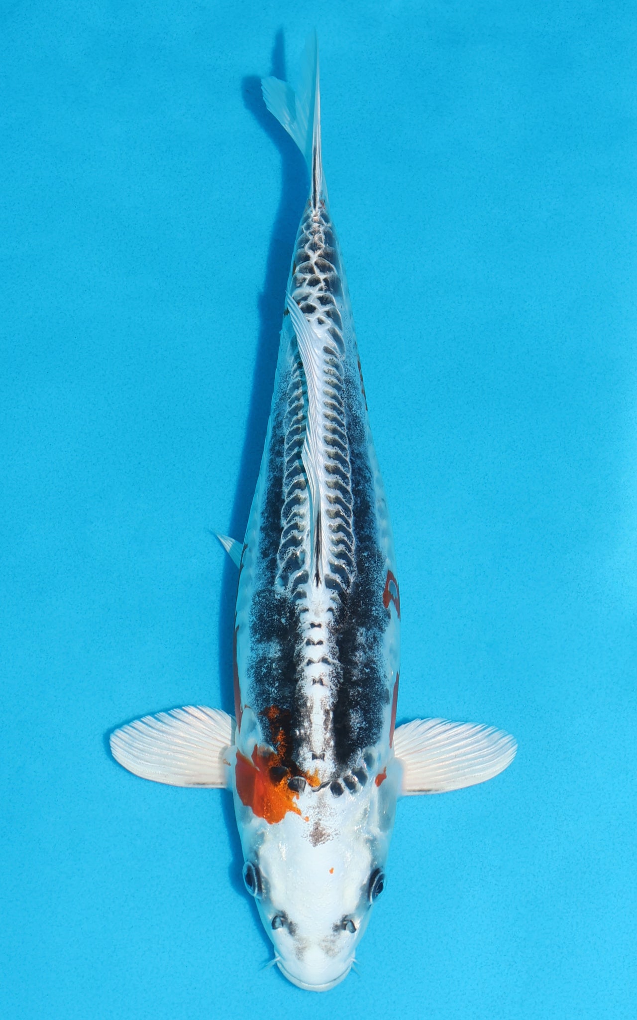 Doitsu Kujaku - 34cm REF:19121