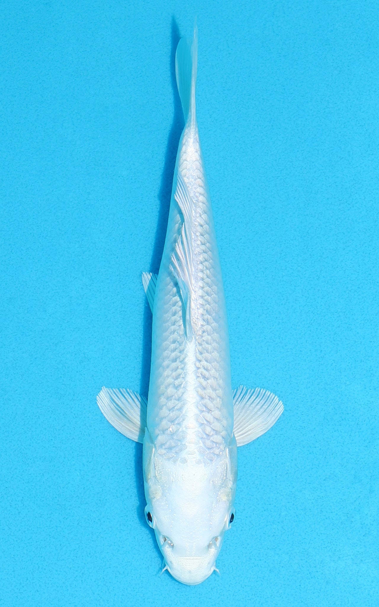 Platinum Ogon - 23cm REF:70406