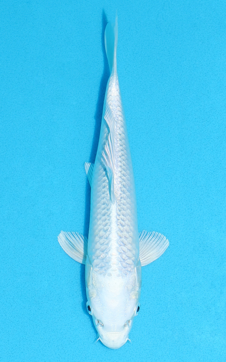 Platinum Ogon - 23cm REF:70406