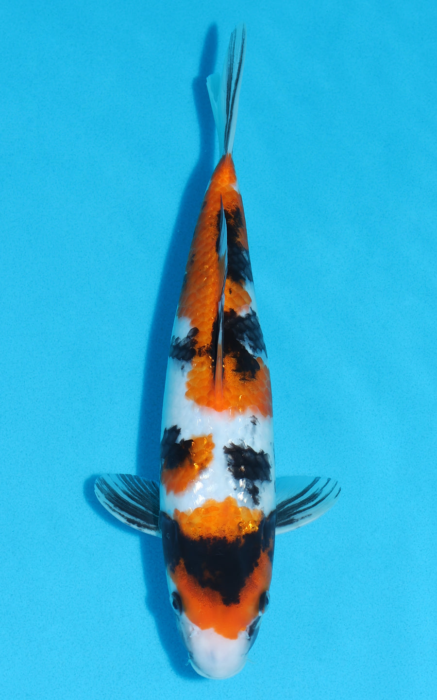 Showa - 31cm REF:19123
