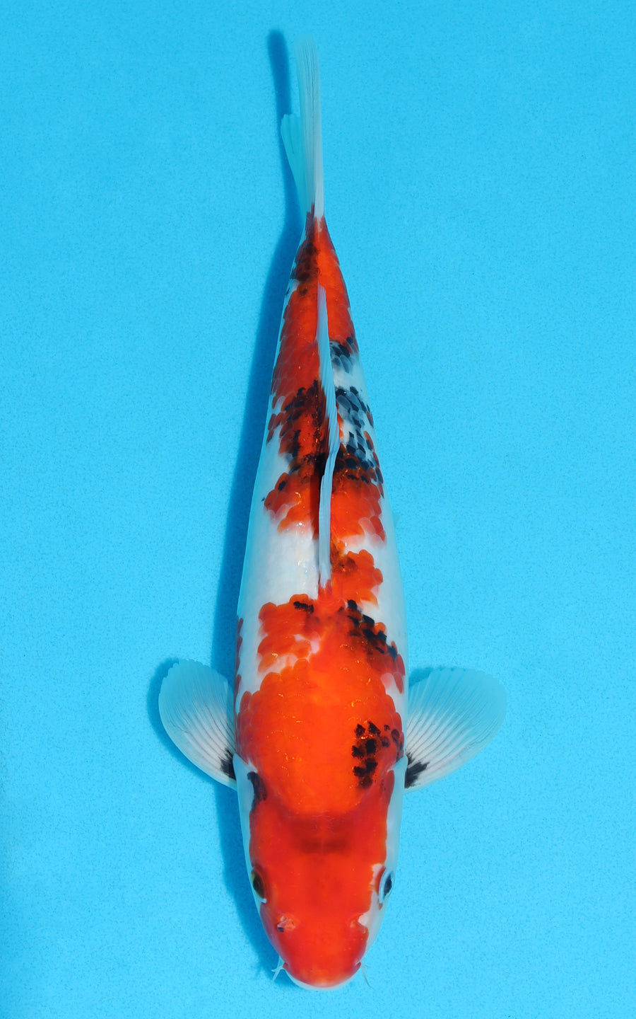 Showa - 30cm REF:19126