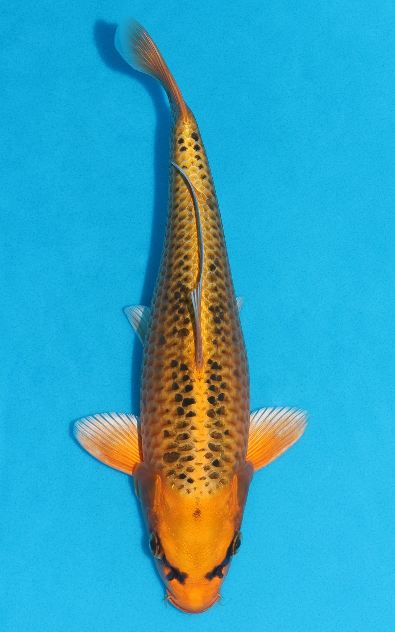 Kin Matsuba - 31cm REF:19127