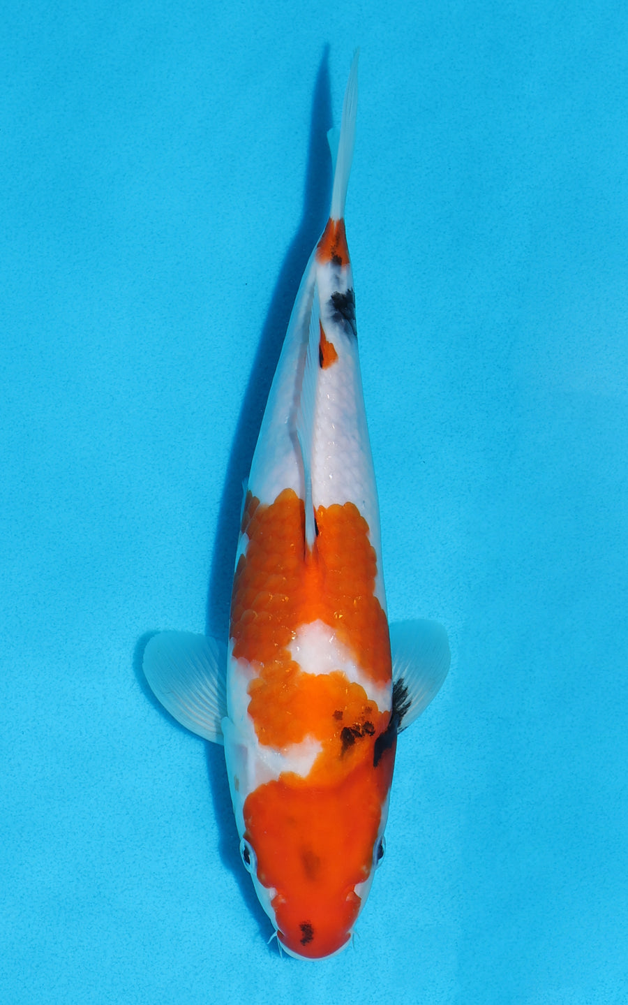 Showa - 26cm REF:70411