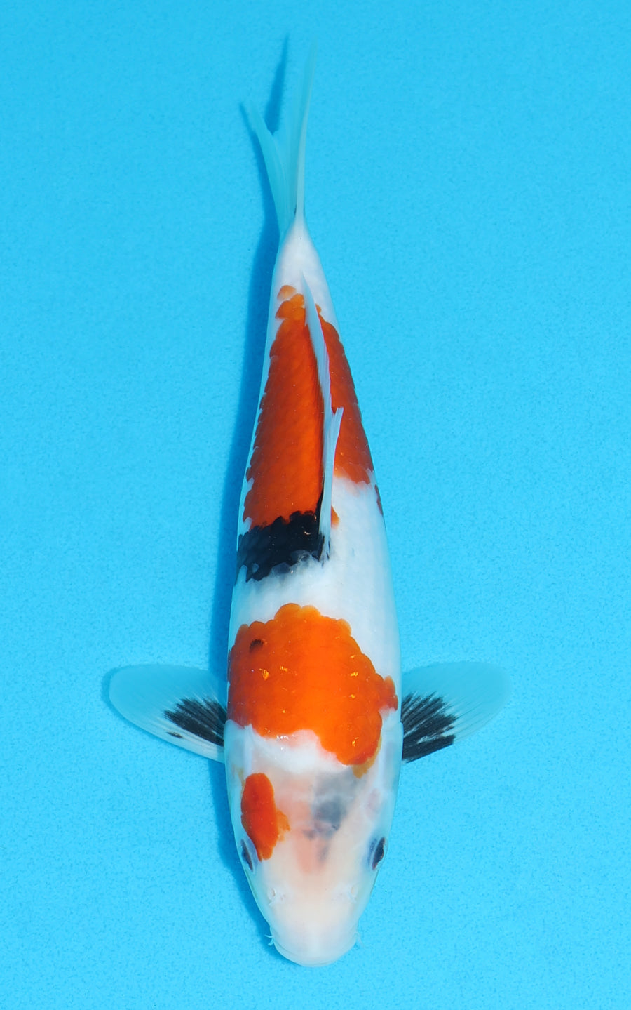 Showa - 24cm REF:13451