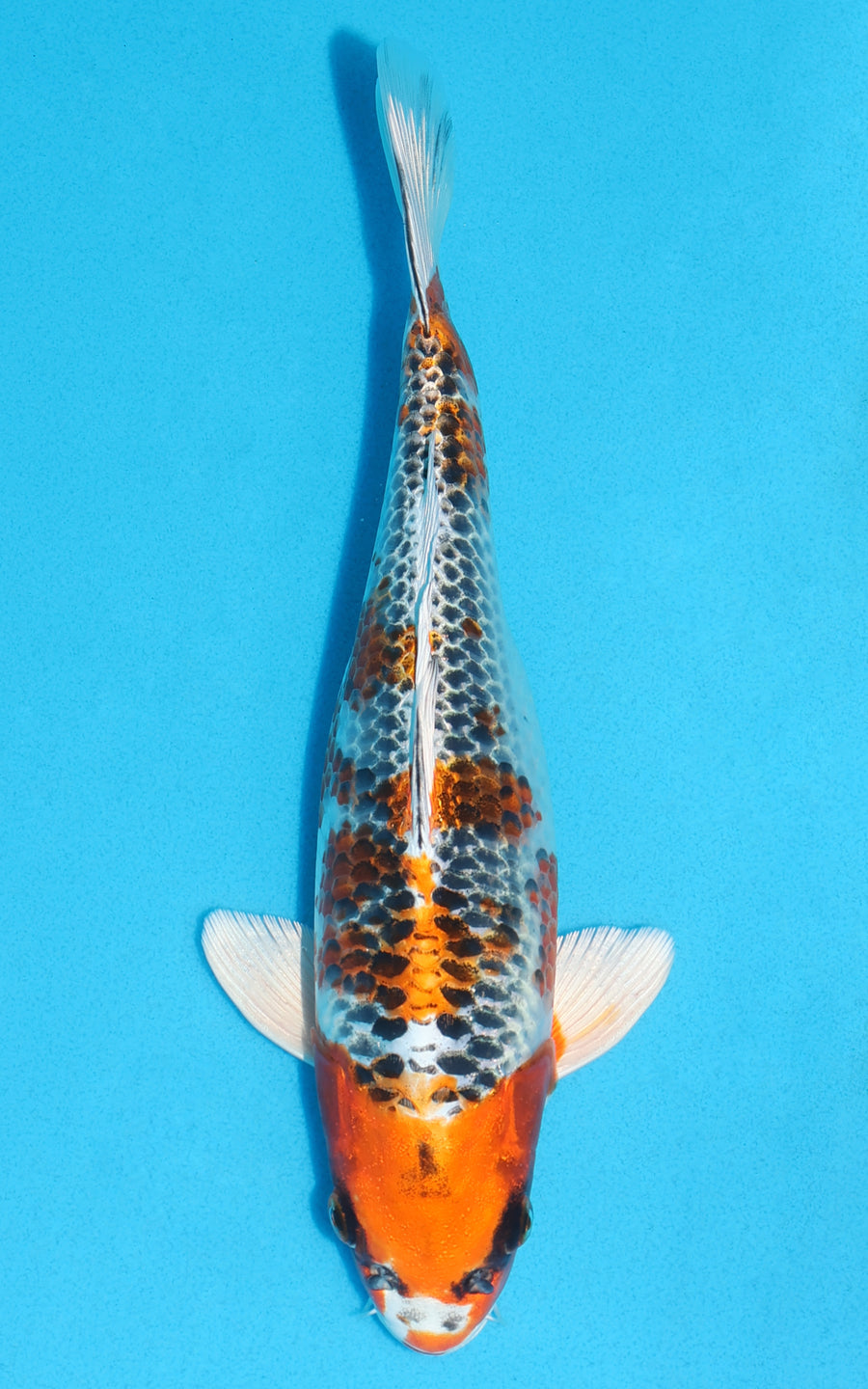 Kujaku - 28cm REF:13142