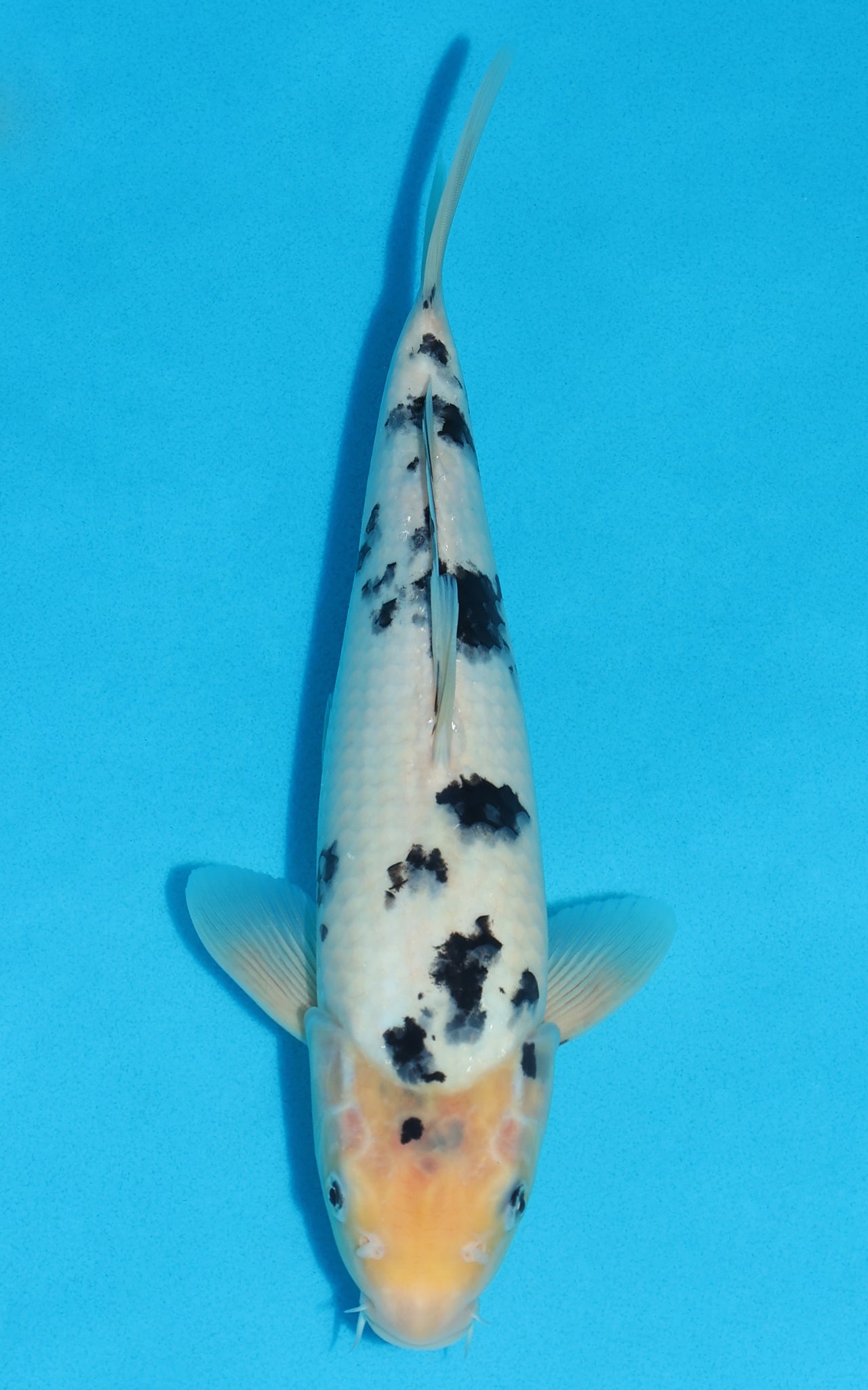 Shiro Bekko - 31cm REF:19132
