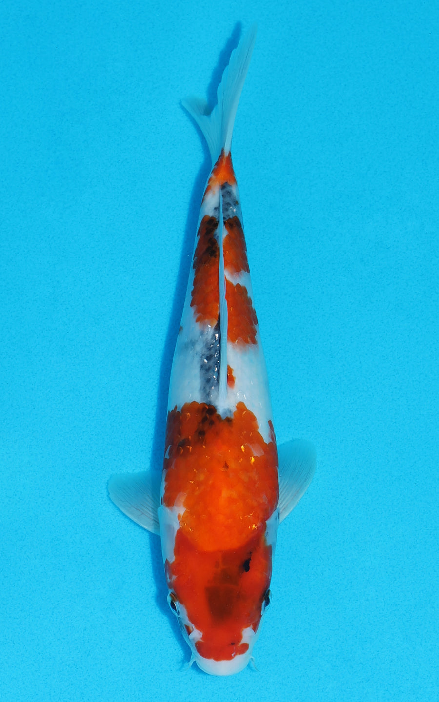 Showa - 27cm REF:13453