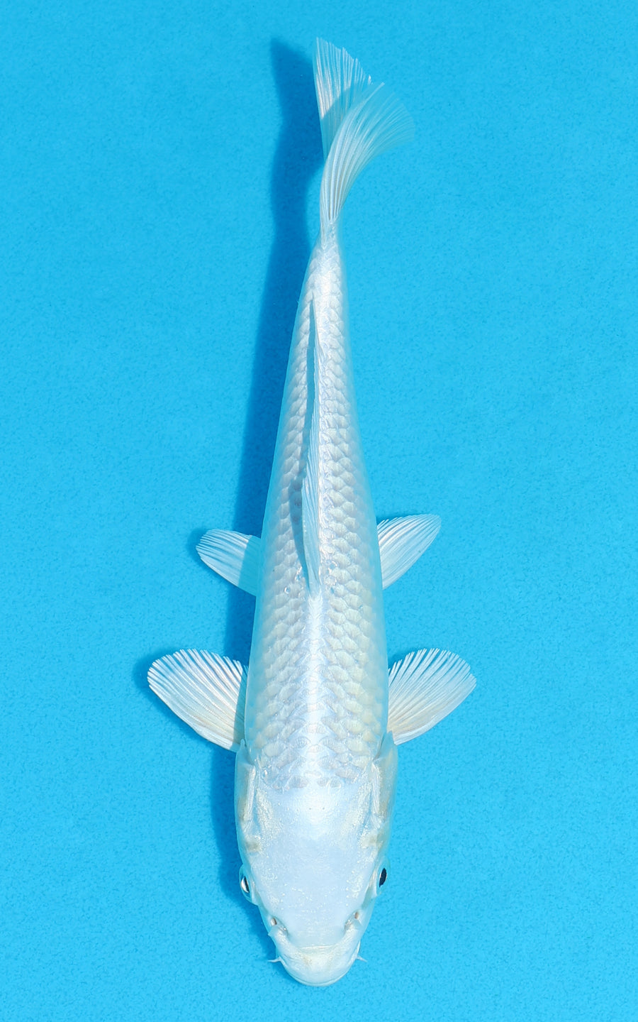 Platinum Ogon - 22cm REF:70413