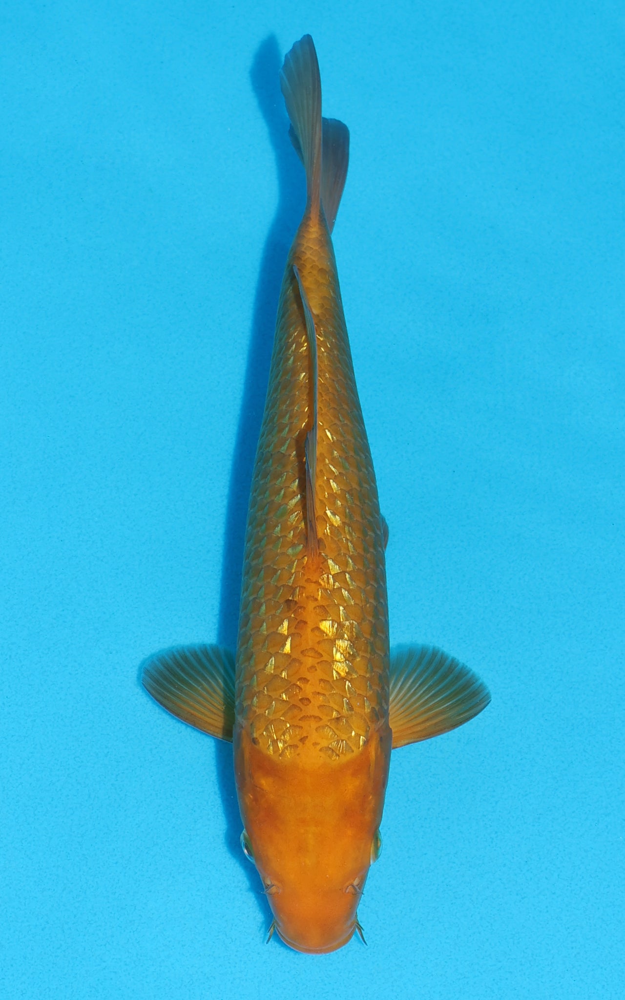 Gin Rin Karashigoi - 29cm REF:13458