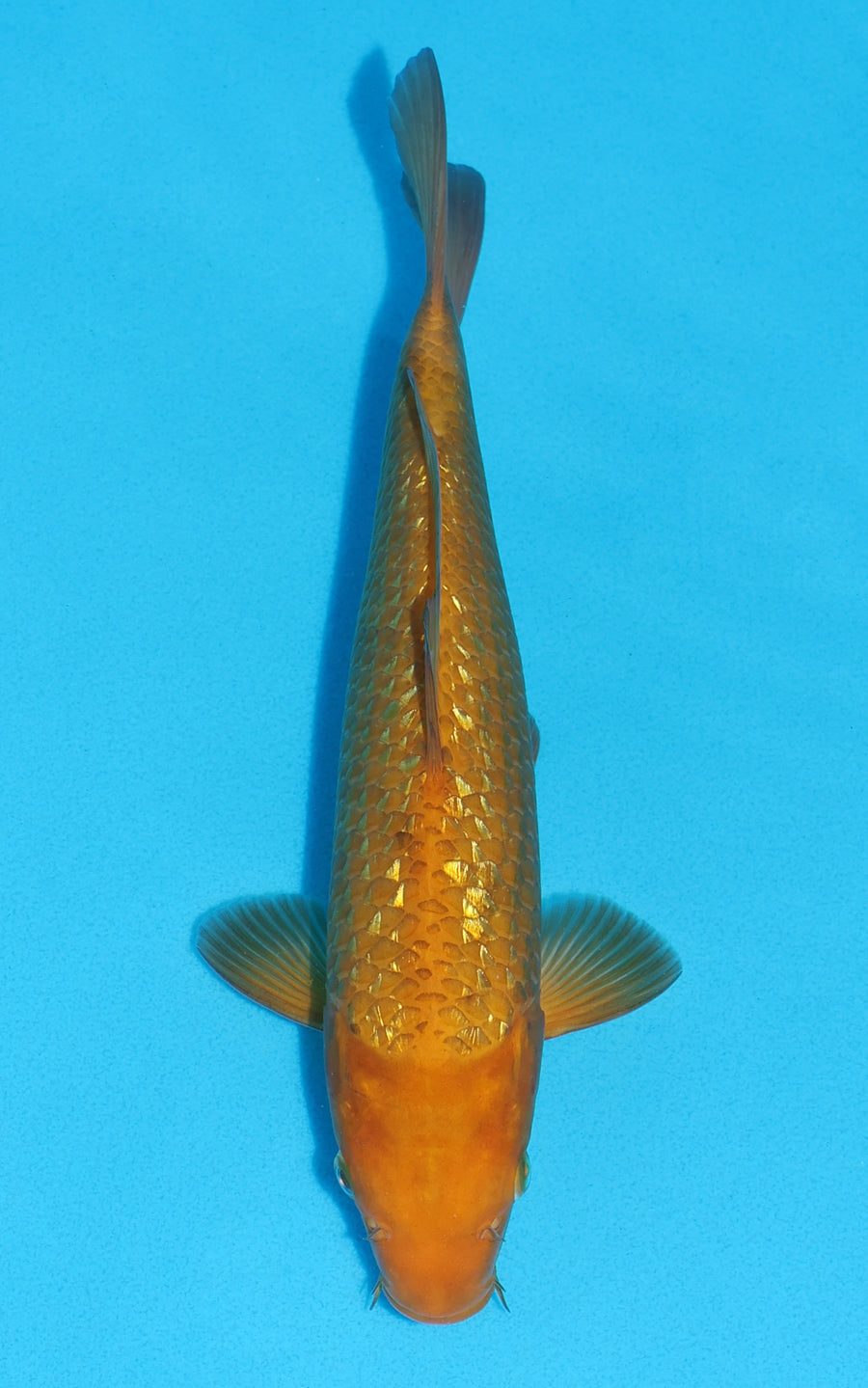 Gin Rin Karashigoi - 29cm REF:13458