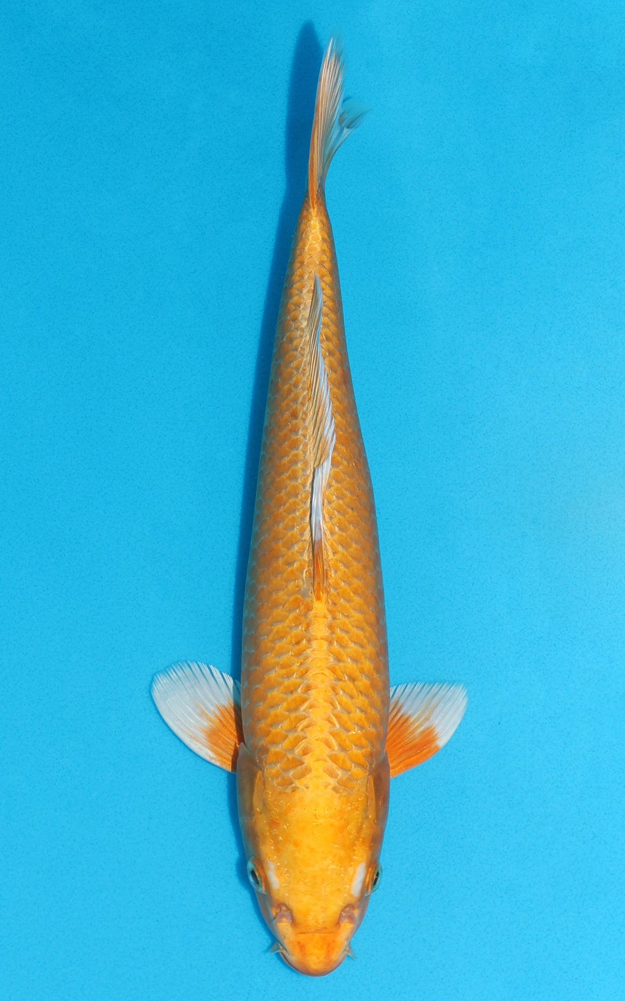 Orenji Ogon - 35cm REF:19137