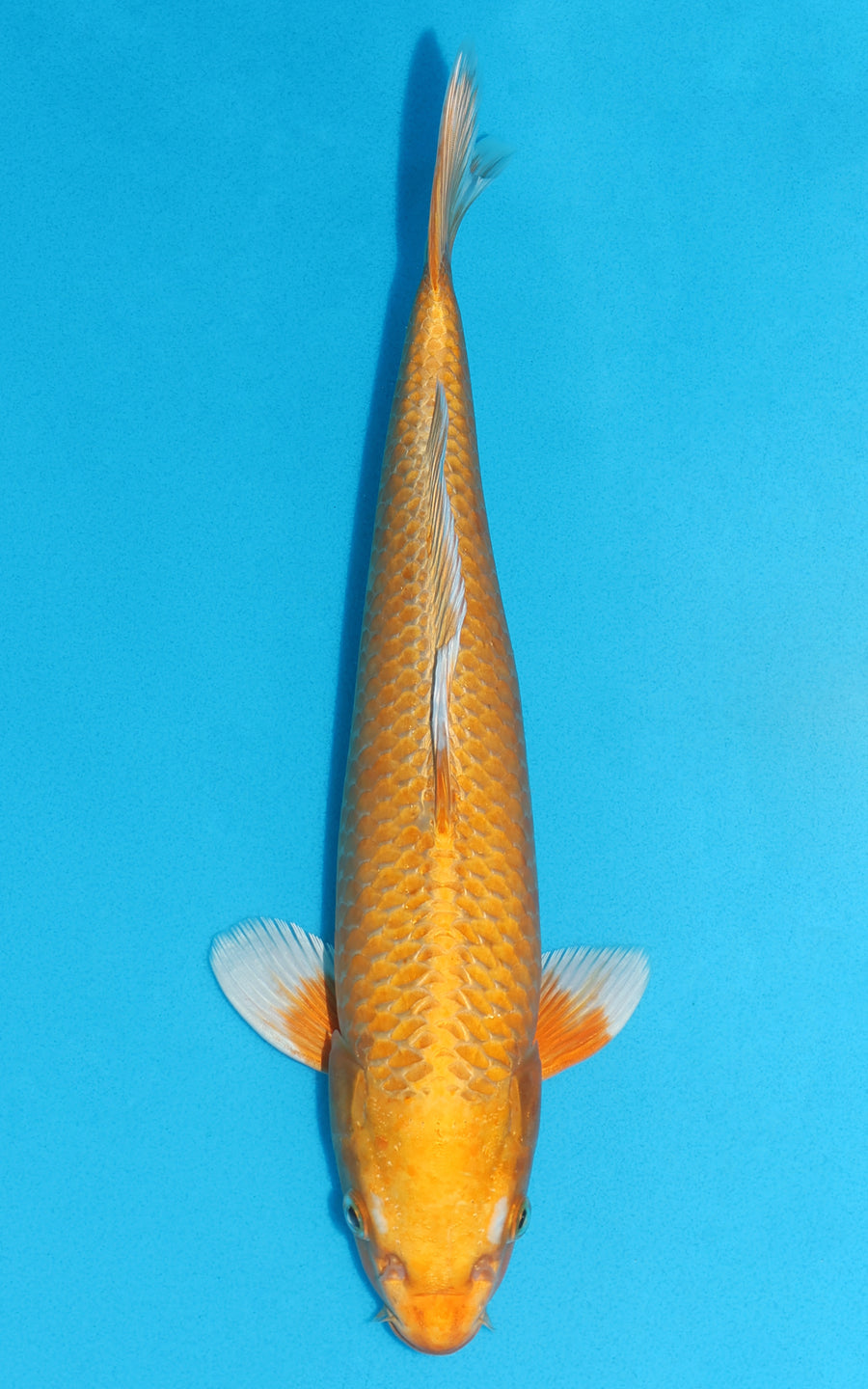 Orenji Ogon - 35cm REF:19137