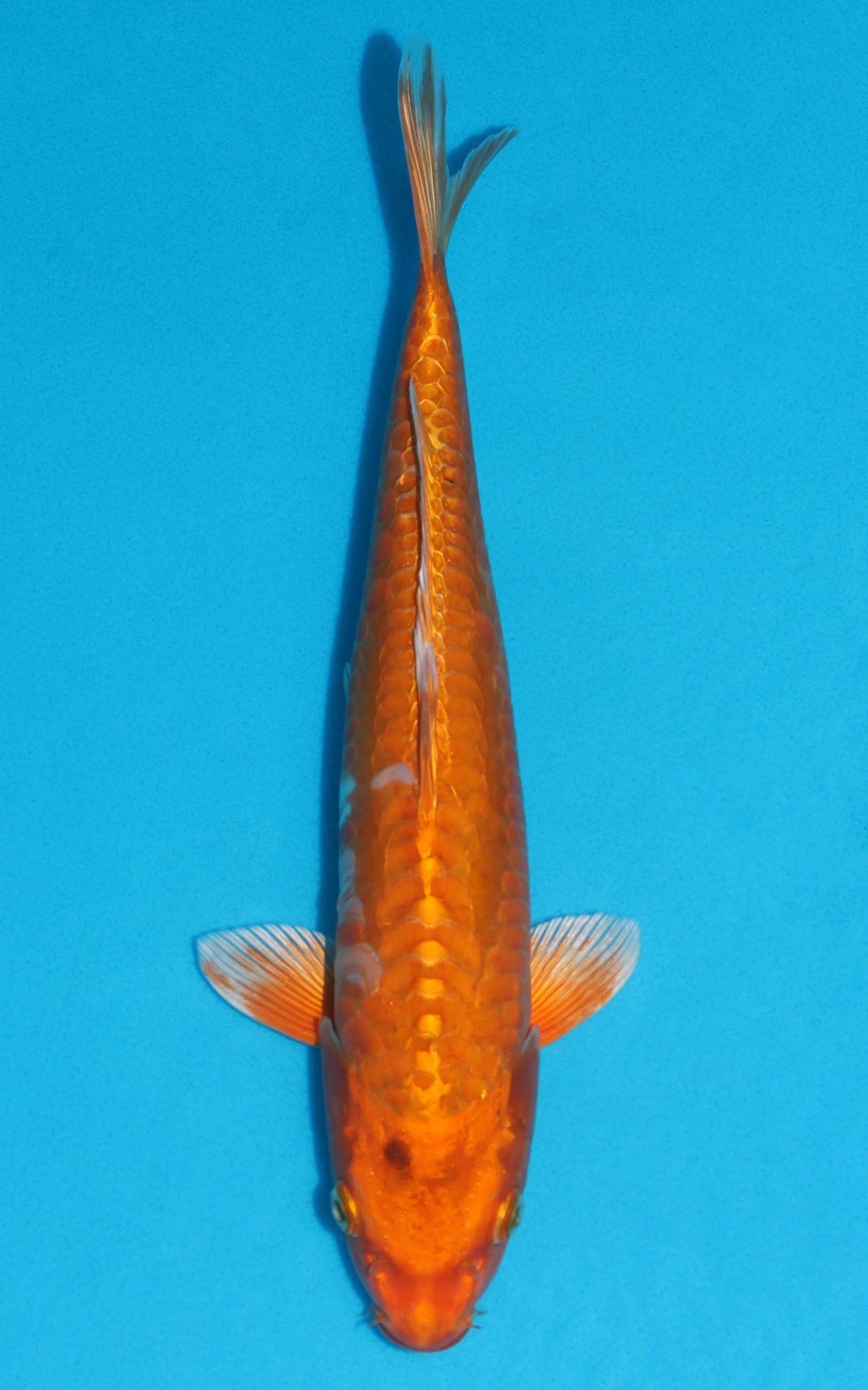 Doitsu Orenji Ogon - 34cm REF:13143