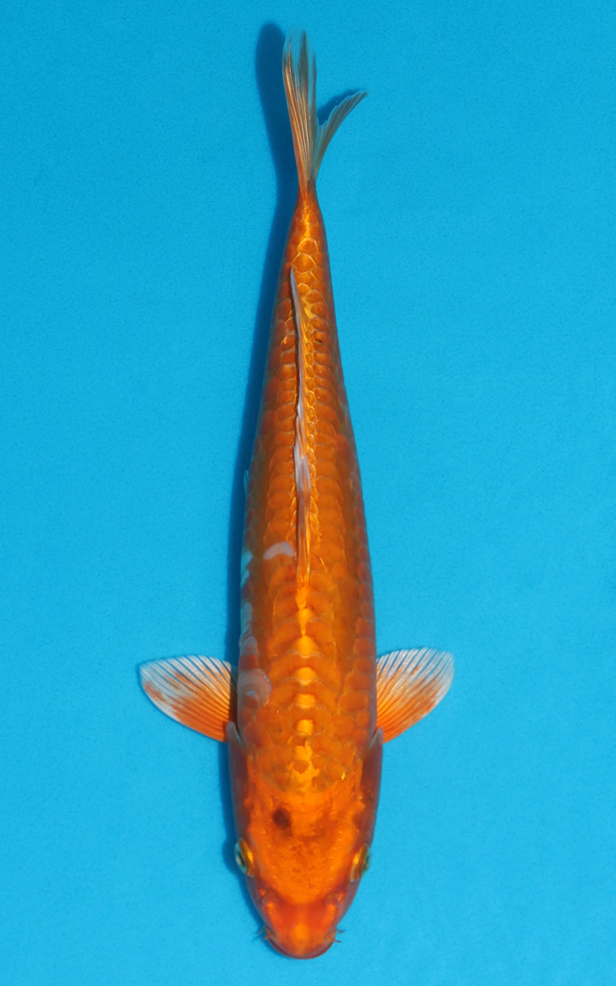 Doitsu Orenji Ogon - 34cm REF:13143