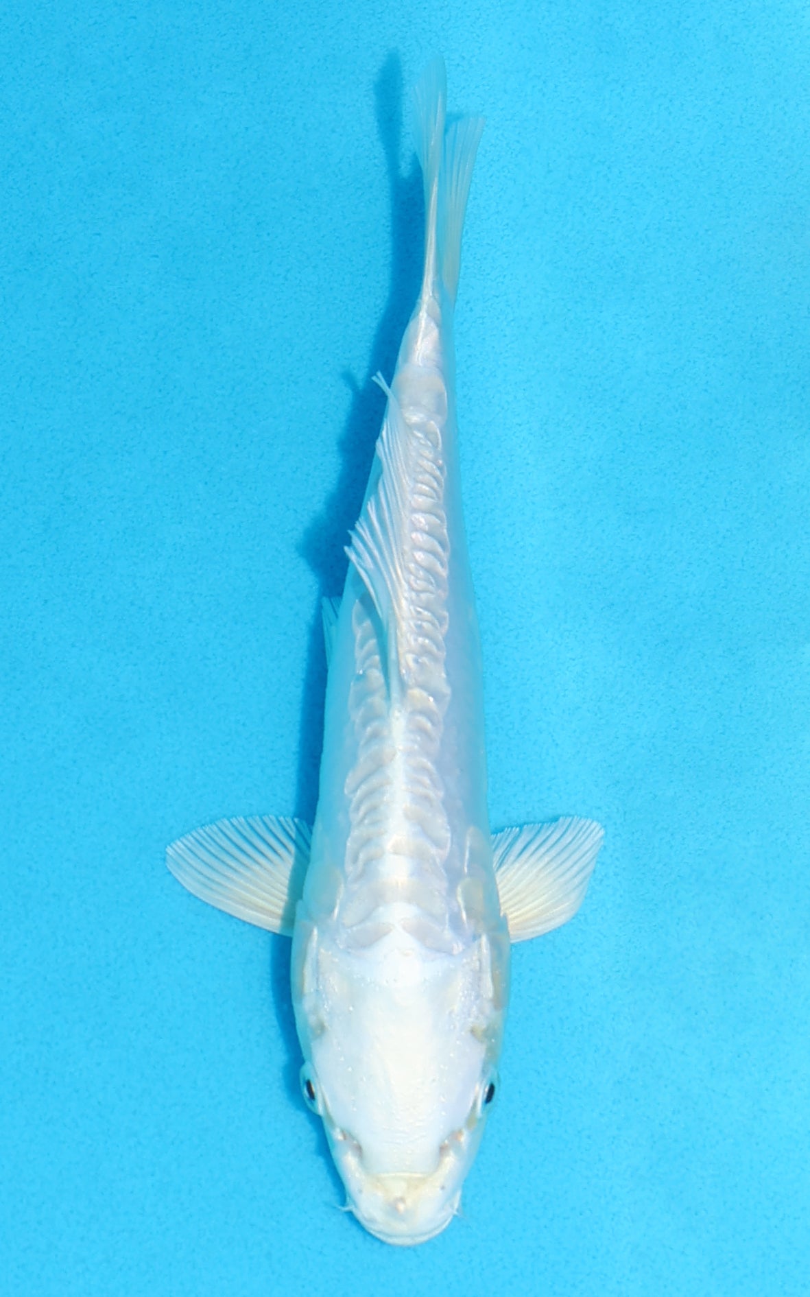 Doitsu Platinum Ogon - 22cm REF:70418