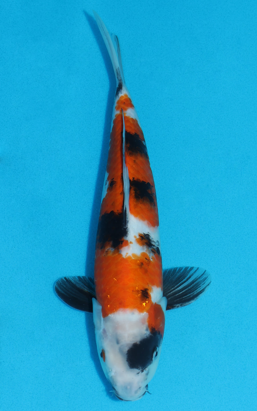 Showa - 30cm REF:19142