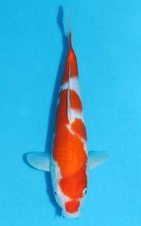 Thumbnail for Kohaku - 30cm REF:13144