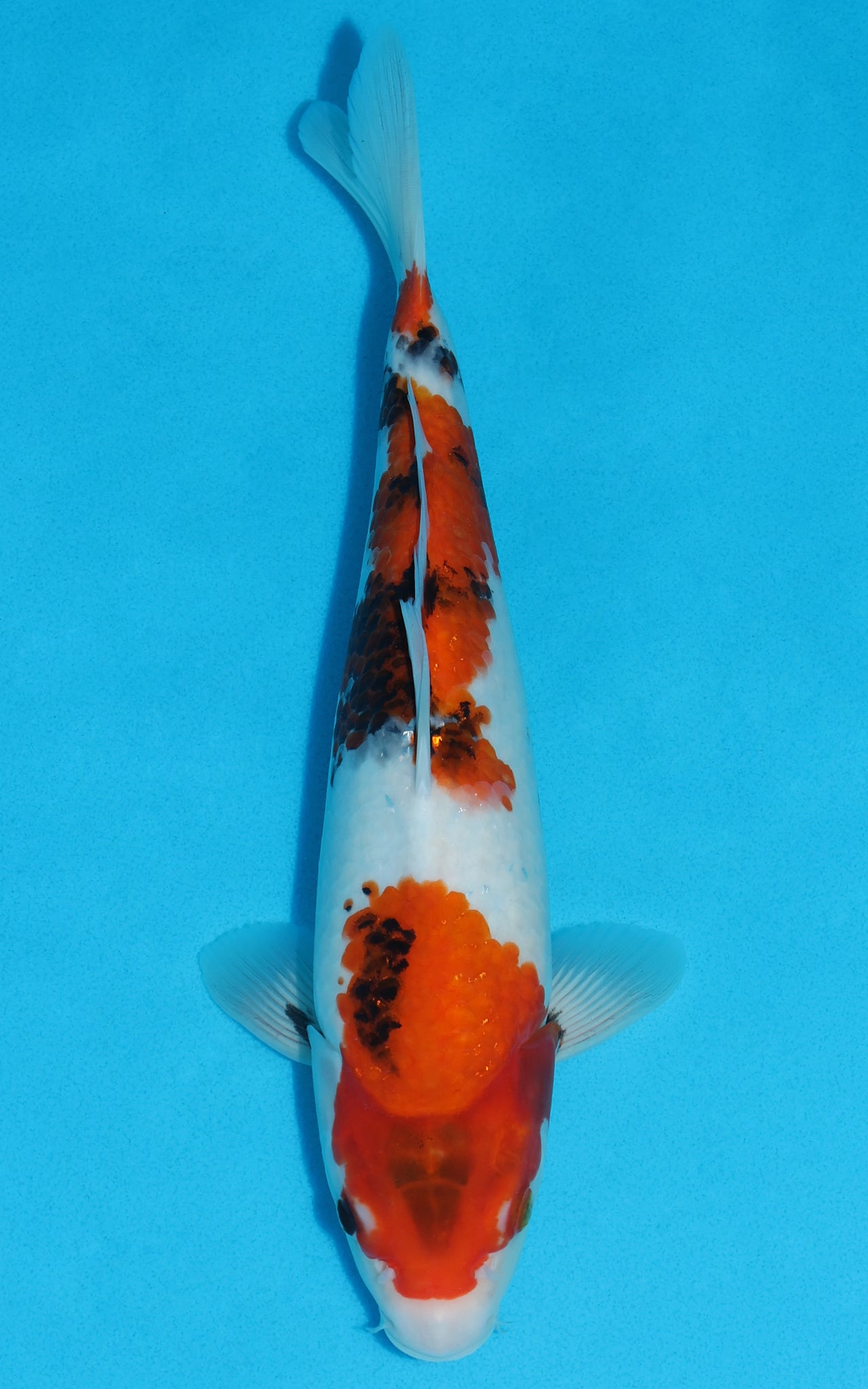 Showa - 33cm REF:19147