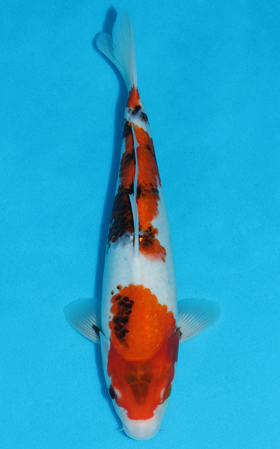 Showa - 33cm REF:19147