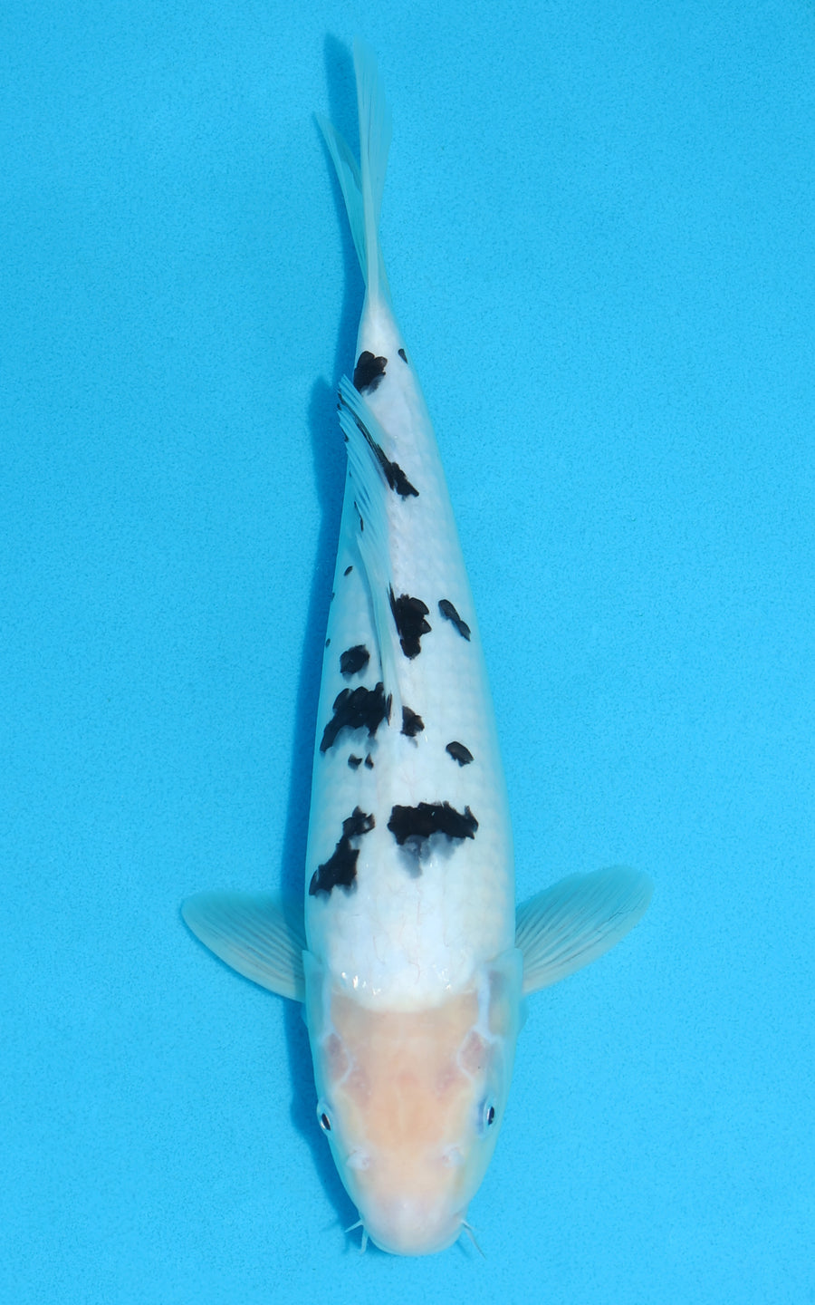 Shiro Bekko - 32cm REF:19150