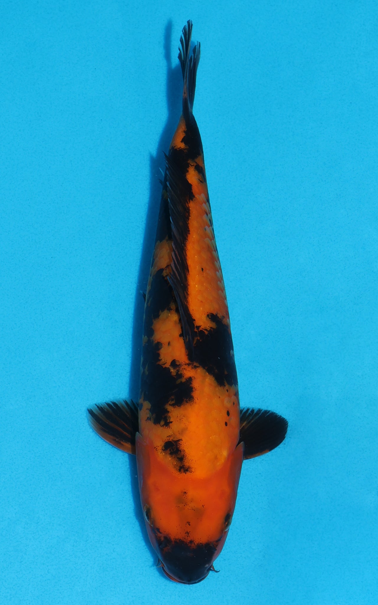 Hi Utsuri - 28cm REF:19427