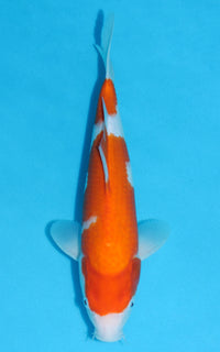 Thumbnail for Kohaku - 32cm REF:13145