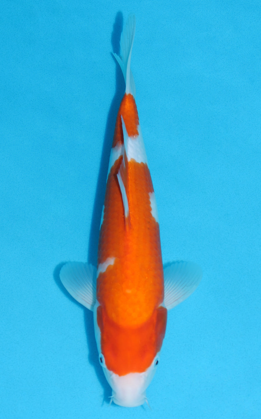 Kohaku - 32cm REF:13145