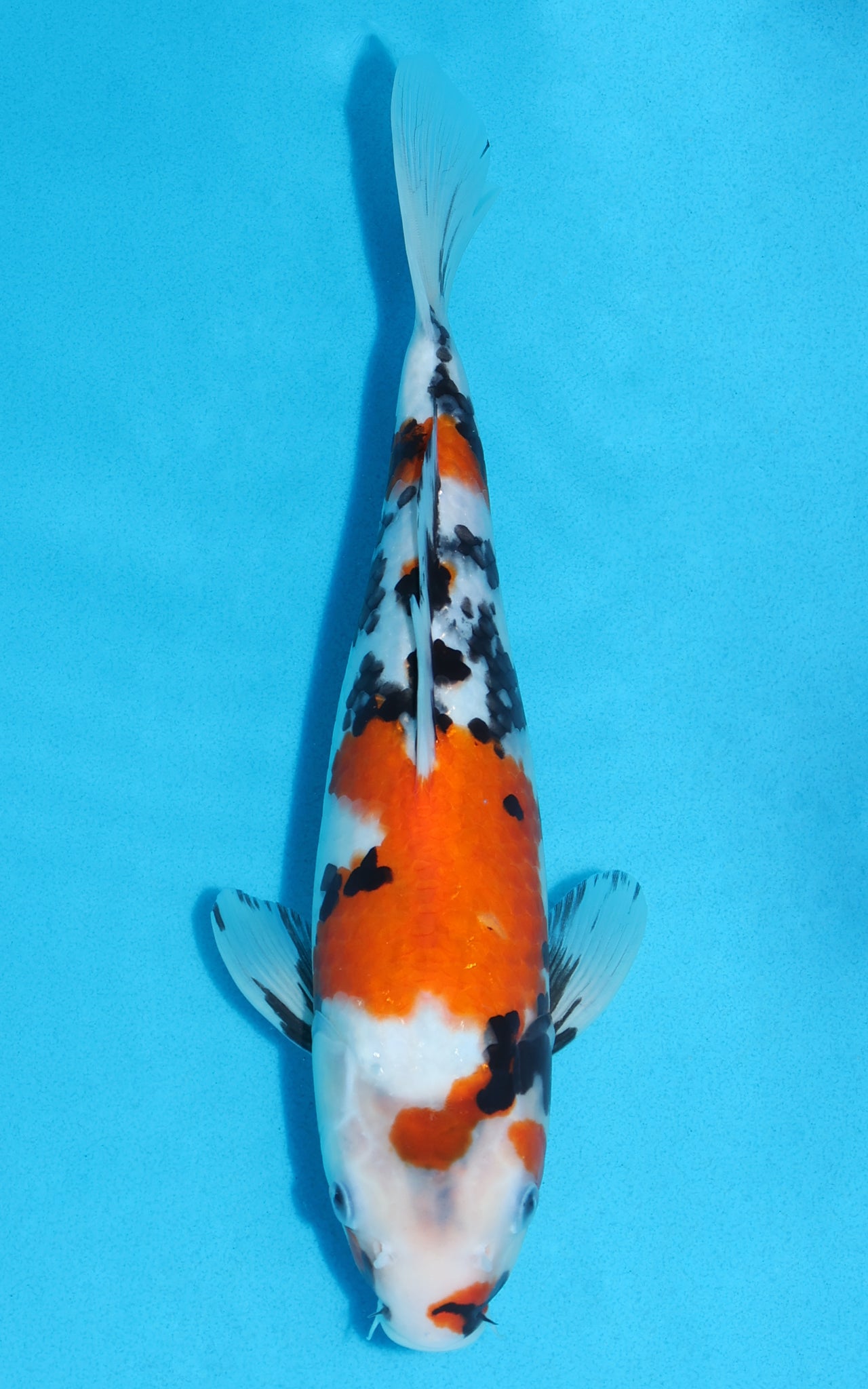 Showa - 30cm REF:13146