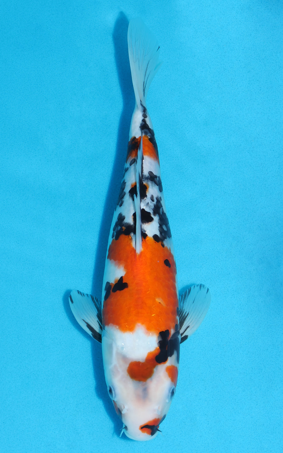 Showa - 30cm REF:13146