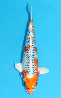 Thumbnail for Kujaku - 30cm REF:13147