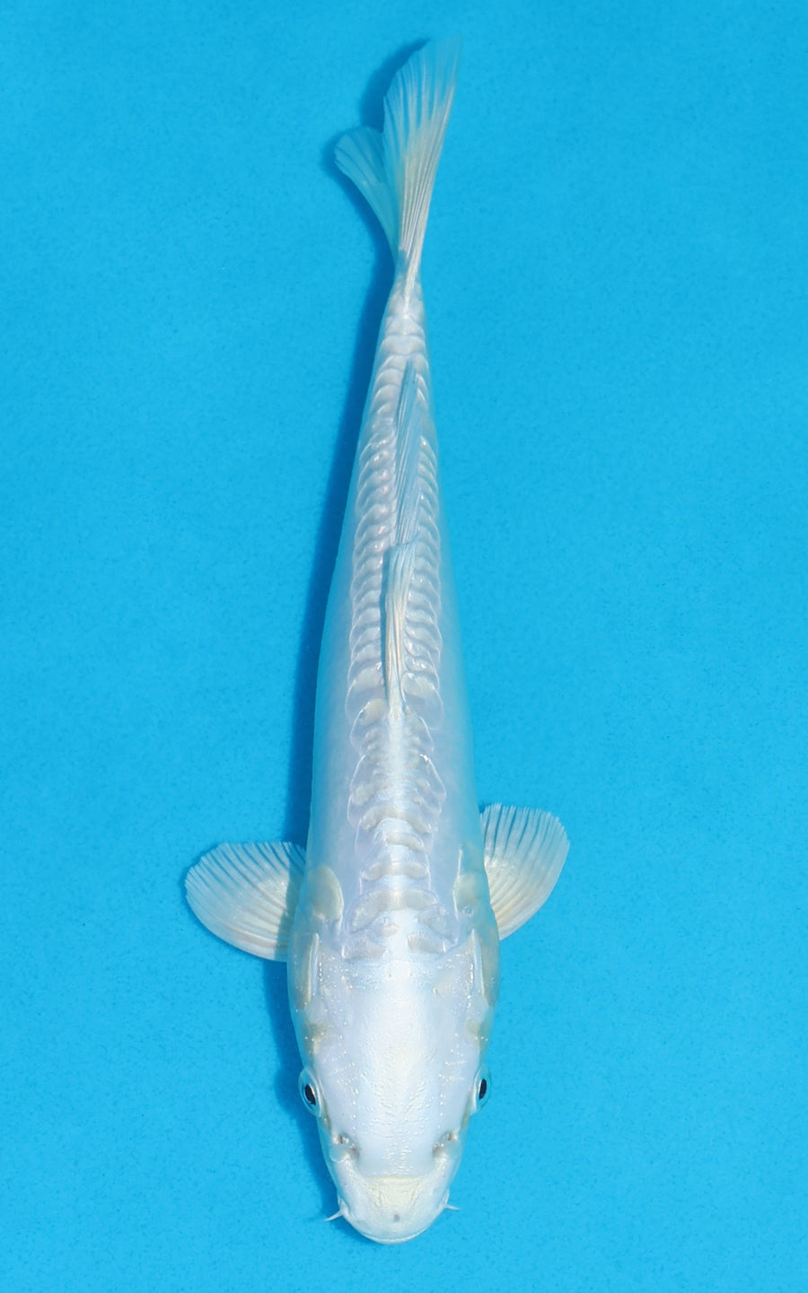 Doitsu Platinum Ogon - 26cm REF:70424