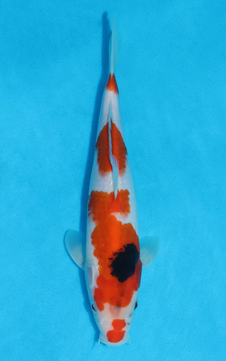 Showa - 27cm REF:70430