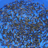 Thumbnail for Koi Fry Mix (1