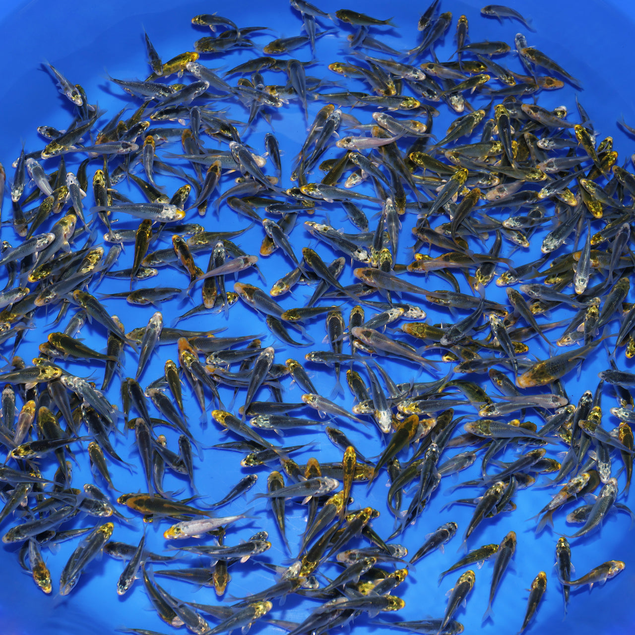 JUMBO Koi Fry (1.5"-2")